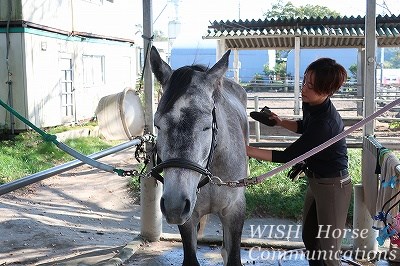 馬にモテモテ
