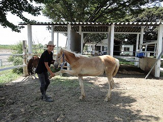 馬のお手