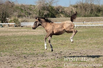 乗馬の素質