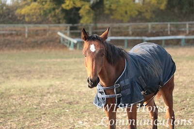 馬に好きになってもらう乗馬