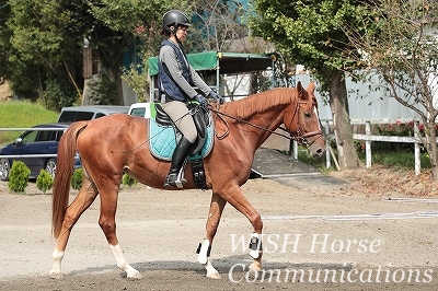 全日本馬場馬術大会2020出場資格獲得