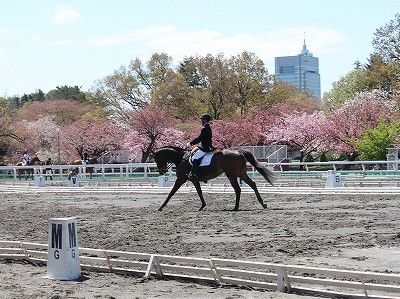 馬術競技会から無事帰ってきました