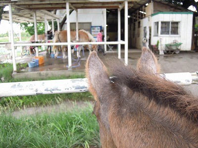 子馬の耳が可愛いことに！