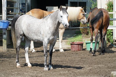 馬と合意する