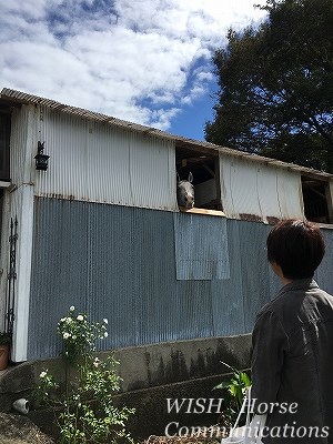 馬の笑顔