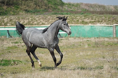 何もかもが違う乗馬