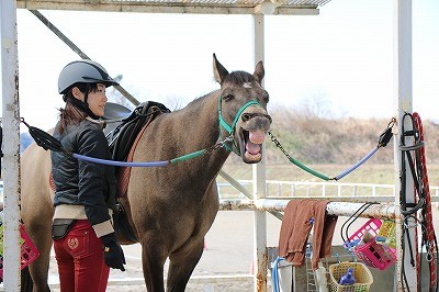 人と馬のいい関係