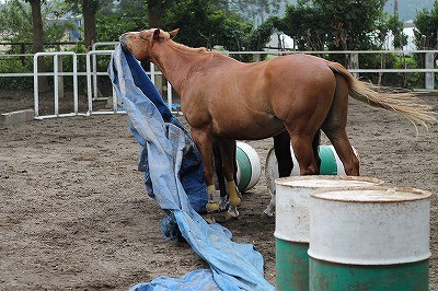 馬とブルーシート