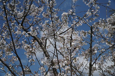 ウィッシュの桜