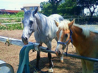 乗馬クラブウィッシュの馬たち