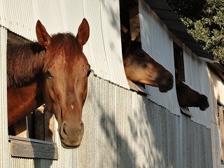 馬が窓からこんにちは！