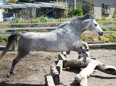 馬の遊ぶ姿