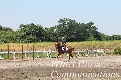 乗馬は馬との会話