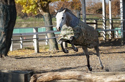 エンジョイしている馬