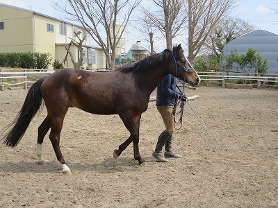 馬とバックでシンクロ