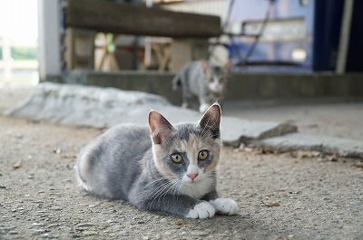 心のつながり