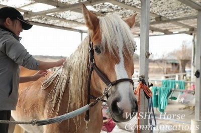 馬に感謝の気持ちを伝えよう