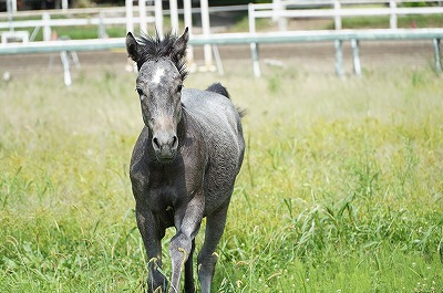 世界で一番美しい馬の図鑑 柏エリアの乗馬 ウィッシュホースコミュニケーションズ