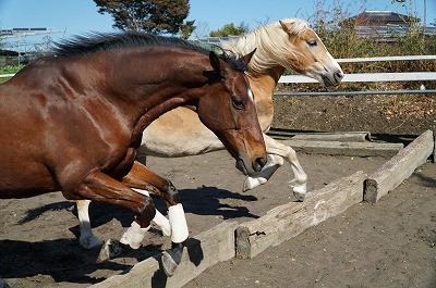 馬の能力を伸ばす