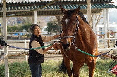 楽しい馬とのふれあい