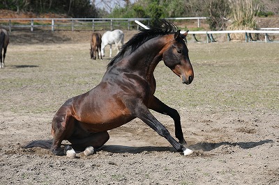 起き上がる馬