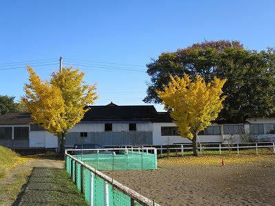 乗馬クラブの銀杏の紅葉