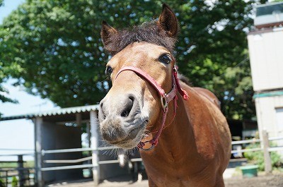 新馬調教　馬の甘え顔