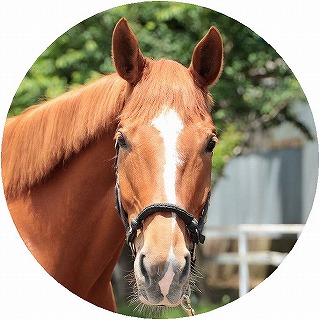 馬の紹介
