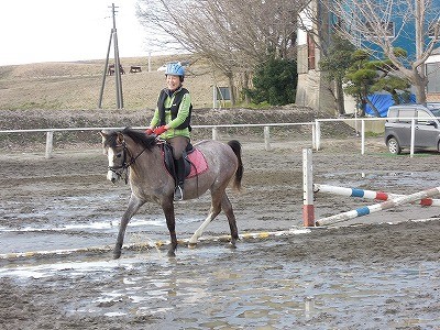 乗用馬ハクニーのプロポーション