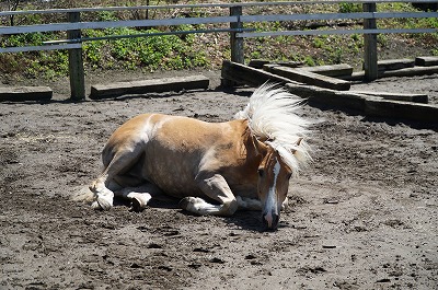 馬の輝くたてがみ