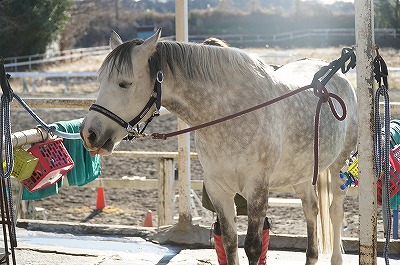 幸せな乗馬を選ぶ人が増えれば幸せな馬が増える