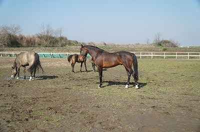 放牧を楽しむ馬達