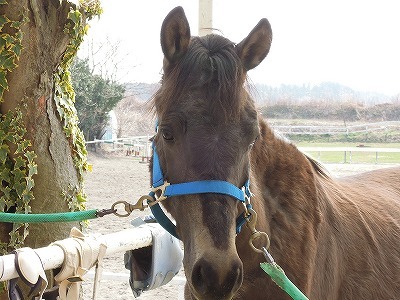 馬がチップとデールそっくりに