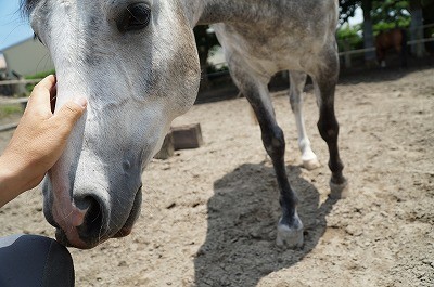 馬が好き