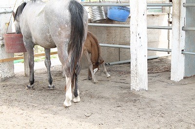 足が長すぎる仔馬が下を向くと