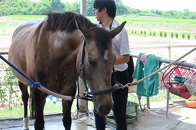 お手入れで馬とハッピーコミュニケーション