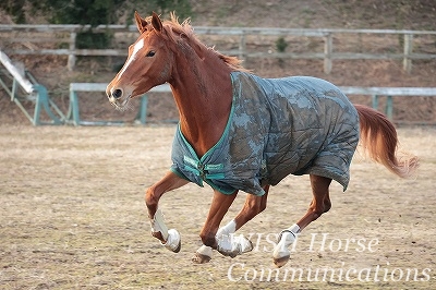 駈ける馬