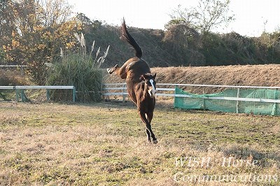 元気いっぱいの馬