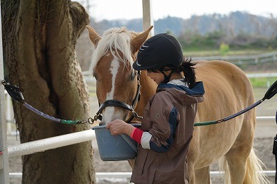 ほめくり乗馬レッスン