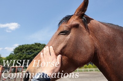 喜ぶ馬