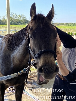 馬に好かれる乗馬