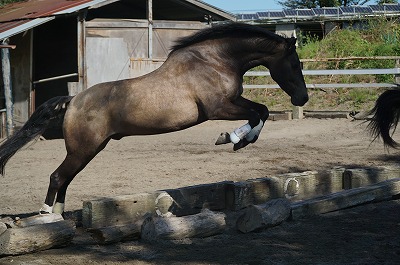 自由に飛越する馬