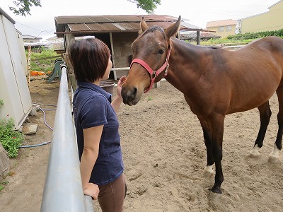 馬を健康にする乗馬