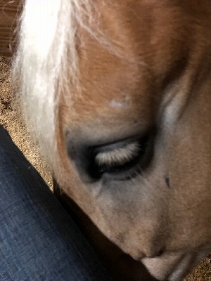馬がすりすりしてくる