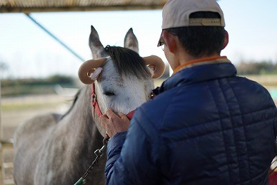 馬に愛情を伝える