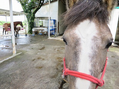 馬とのコミュニケーション「