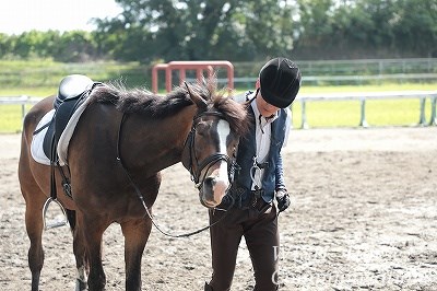 甘える馬