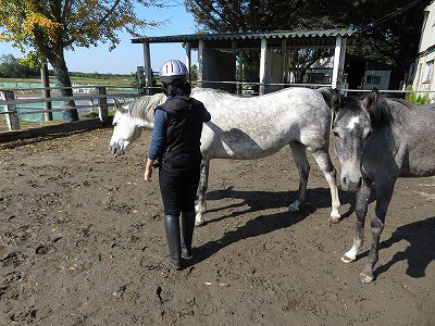 馬が受け入れている様子