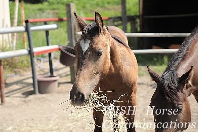 乗馬の子馬