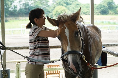 丹念な馬のケア